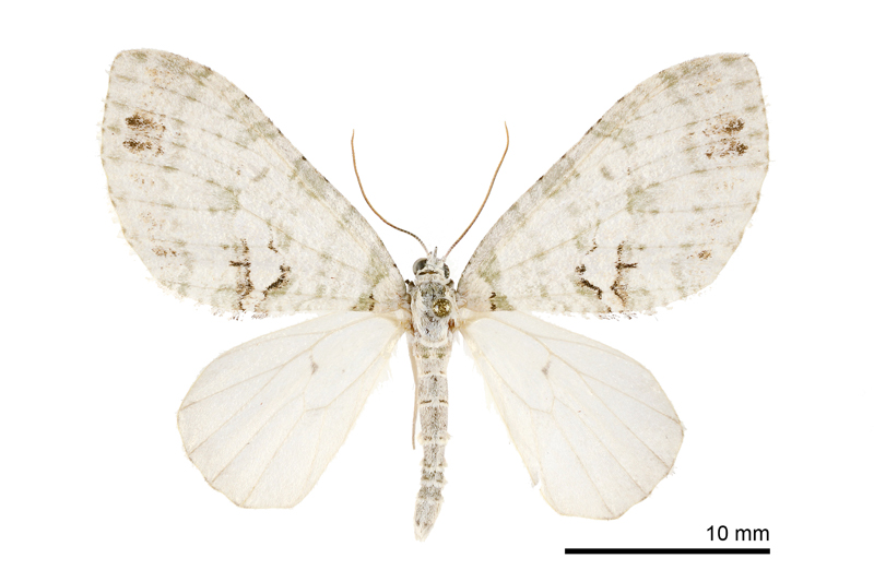 Trichopterigia yazakii Male